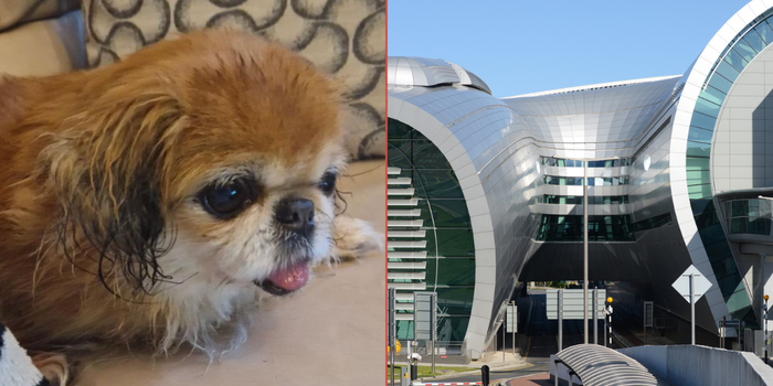 dog abandoned dublin airport