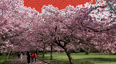 7 gorge spots in Dublin to visit during cherry blossom season